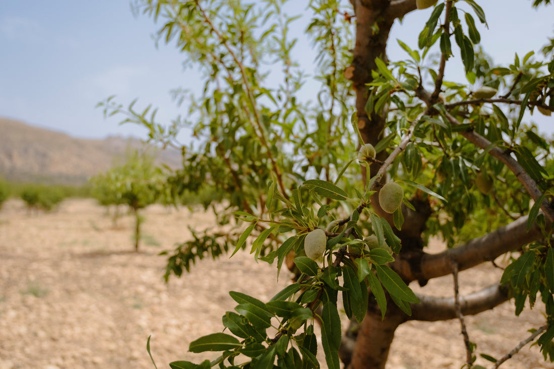 What does Regenerative Organic Certified® mean?