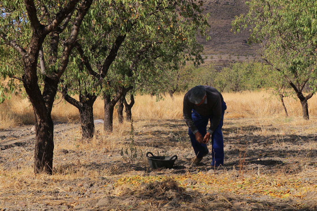 From healthy soil to healthy bodies: How regenerative practices are bringing truly nutritious food back to our plates