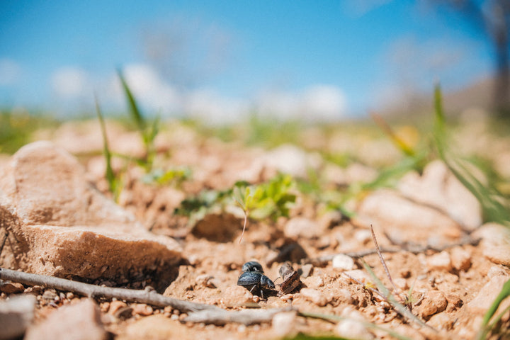 The benefits of regenerative agriculture for the soil and the planet