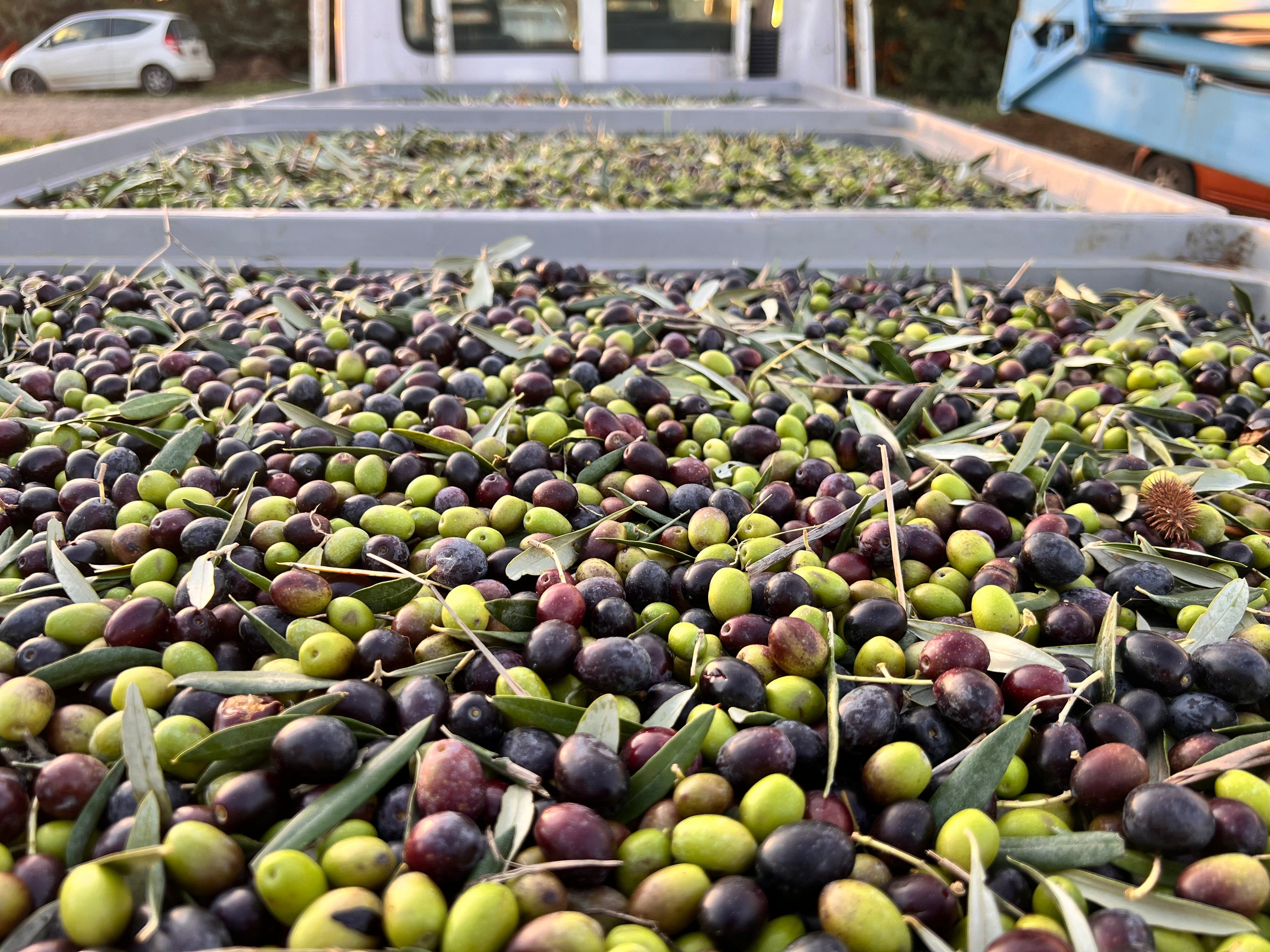 Olive oils